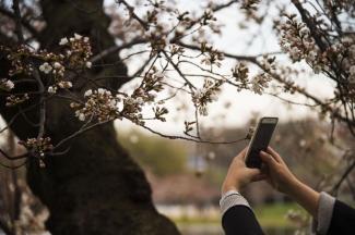 A woman uses her cell phone to take a pictures as the cherry blossoms begin to bloom at the Tidal Basin in Washington, DC, March 22, 2016. Photo: Jim Watson, AFP/Getty Images)