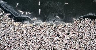 Dead sardines in Redondo Beach, Calif. Credit: Noaki Schwartz/Associated Press