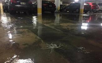 A photo of an octopus splayed out in a Miami Beach parking garage after the latest King Tide captivated the internet, but a University of Miami associate biology professor said residents should get used to seeing sea creatures in traditionally dry spaces. Photo: Richard Conlin, Facebook