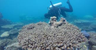 A researcher from the ARC Centre of Excellence for Coral Reef Studies surveys the bleached/dead corals at Zenith Reef, in November 2016. Photo: Andreas Dietzel