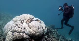 Severe bleaching last year on the northern Great Barrier Reef affected even the largest and oldest corals, like this slow-growing Porites colony. Photo: Terry Hughes et al./Nature
