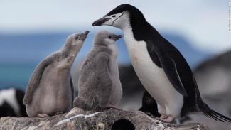 warmer oceans and sea ice decline from climate change are threatening penguins