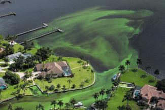 An algal bloom in Stuart, Florida, in June led to a state of emergency. Photo: Greg Lovett, Palm Beach Post