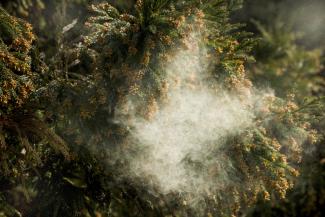 Pollen from a cedar tree. (Credit: gyro / Getty Images/iStockphoto)