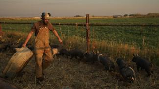 A farmer is carrying a bucket in a field with pigs.