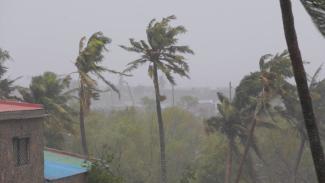 Palm tree branches swaying due to hurricane winds.