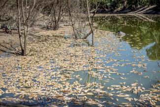 Fish are seen floating in a body of water.