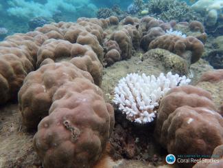 A severely bleached branching coral among the minimally bleached boulder coral. Photo: Gergely Torda, ARC Centre of Excellence for Coral Reef Studies