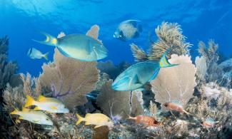 Florida’s reef is home to 100 coral species and more than 400 fish species. Photo: Jeff Hunter, Getty Images