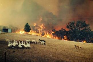 Sampson Flat fire front in the Adelaide Hills approaches goats and geese in a field. Photo: Eugene Klaebe, firefighter