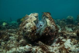 A dying giant clam in the Great Barrier Reef following severe bleaching in winter 2016. Photo: XL Catlin Seaview Survey