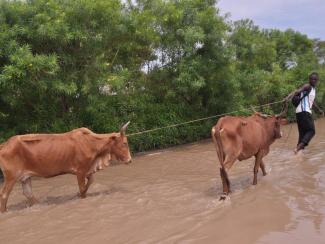 A man pulls his cows on a flooded path in Kochogo village, Nyando, after heavy rains /FILE