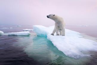 A polar bear stands on an ice floe near Manitoba, Canada, in 2012. Polar bears depend on sea ice, which is forming later in the fall and disappearing earlier in the spring. Photo: Paul Souders, Corbis