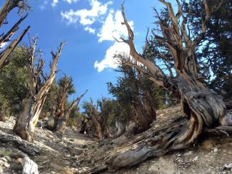 This July 11, 2017, photo shows gnarled, bristlecone pine trees in the White Mountains in east of Bishop, Calif. Limber pine is beginning to colonize areas of the Great Basin once dominated by bristlecones. The bristlecone pine, a wind-beaten tree famous for its gnarly limbs and having the longest lifespan on Earth, is losing a race to the top of mountains throughout the Western United States, putting future generations in peril, researchers said Wednesday, Sept. 13. Photo: Scott Smith, AP