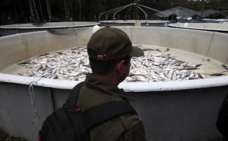 A policeman walks past a tank filled with dead fish at a salmon farm. Photo: Luis Hidalgo, Associated Press
