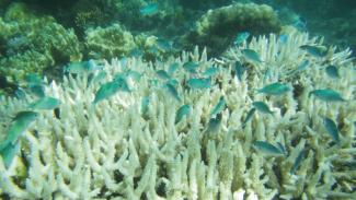 Bleached staghorn coral. Photo: Dr Jodie Rummer