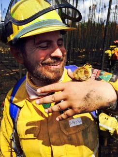 Check out our #ABfire firefighter and his new friend he made on the #YMM fireline. Meet Jari! #FacesofFirefighting. Photo: @AlbertaWildfire