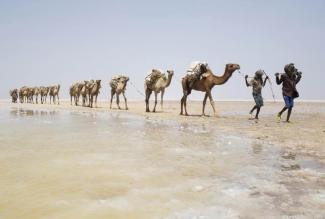 A camel caravan carrying slabs of salt travels away from the Danakil Depression, northern Ethiopia April 22, 2013. Photo: Siegfried Modola, Reuters