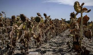 Scorched sunflowers in a field during a heatwave in the village of Puy-Saint-Martin, south-east France, in August. (Credit: Jeff Pachoud/AFP/Getty)