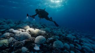 A diver looks at the coral reefs of the Society Islands in French Polynesia in May 2019, where major bleaching had occurred. (Credit: Alexis Rosenfeld/Getty Images)