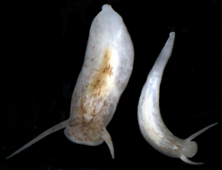 One of the studied flatworm species. Photo: David Blair, Washington Post