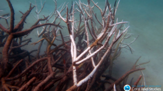 Dying corals in the Great Barrier Reef after the worst bleaching event on record. Photo: James Cook University