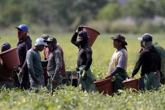 Farmworkers harvest beans in Homestead, Fla., where temperatures are estimated to rise dramatically over the next 30 years because of climate change. (Credit: AP Photo/Lynne Sladky)