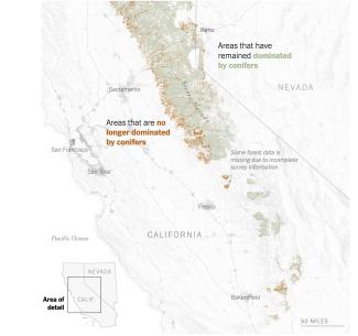 A map of California showing conifer tree distribution.