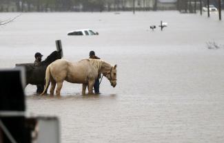 Two men secure two horses in rising floodwaters as a Bossier Parish Sheriff truck passes in Bossier Parish, La., Thursday, March 10, 2016. Photo: Gerald Herbert/Associated Press
