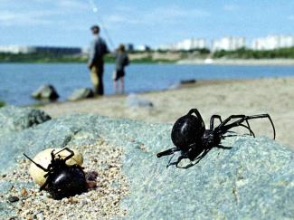A pair of black widow spiders with an egg sack emerge from their spot on the banks of the Irtysh river near Pavlodar, Kazakhstan. The black widow spider’s venom is 15 times stronger than a rattlesnake’s. Photo: Stringer/Reuters