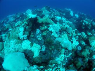 Bleaching and paling coral colonies at East Flower Garden Bank on October 5, 2016. Photo: Hickerson, FGBNMS