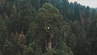 California redwood trees have been dealing with years of drought, periods of stormy wet weather, along with wildfires - making them more vulnerable. (Credit: CBS Bay Area)