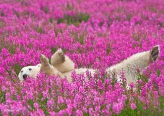 Polar Bear spotted playing in flower fields in Churchill, Manitoba. Photo: Dennis Fast