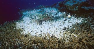 Staghorn coral with an extensive bleached area at its center. Photo: Fred Bavendam, Minden Pictures / Corbis