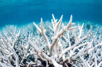 Bleached coral on the Great Barrier Reef outside Cairns, Australia during a mass bleaching event, thought to have been caused by heat stress due to warmer water temperatures as a result of global climate change. (Credit: BRETT MONROE GARNER / GETTY IMAGES)