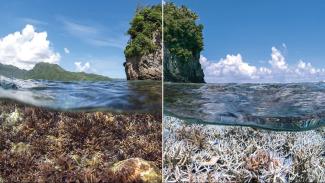 Images from December 2014 (left) and February 2015 show coral bleaching in the Pacific waters around American Samoa. Photo: XL Catlin Seaview Survey