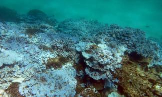 Extensive stand of severely bleached coral at Lisianski Island in Papahanaumokuakea Marine National Monument (Hawaii) documented during an August 2014 NOAA research mission. Photo: NOAA