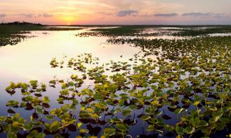 The Everglades wilderness has already been reduced by half by the construction of dams and canals and to accommodate a booming population. Photo: Getty Images