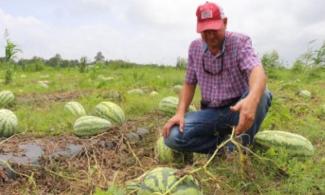 Mobile County farmer Jeremy Sessions inspects watermelons following rainfall from Tropical Storm Cindy.