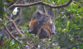 An Australian flying fox about to drop off a branch due to heat exhaustion in Australia's "angry summer." Photo: AJ Caruana, courtesy of WIRES