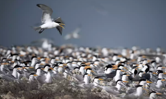 While most species aren’t able to move as far as terns, scientists are noticing shifts across Alaska. Photo: Mohammed Al-Shaikh/AFP/Getty Images