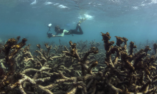 Initial estimates show that 22% of the coral along the whole Great Barrier Reef was killed in the bleaching event. Photo: Xl Catlin Seaview Survey/EPA