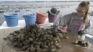 The Morris Family Shellfish Farm in Sea Level, NC suffered extensive damaged to their hatchery and mature oysters during Hurricane Florence. Photo: Robert Willett