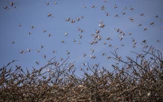 Climate change is fueling the East African locust crisis 