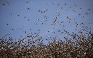 Climate change is fueling the East African locust crisis