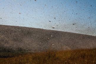 Climate change is fueling the East African locust crisis