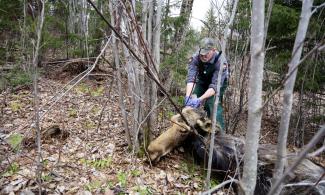 State biologist Lee Kantar examines a dead moose.