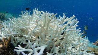 Under global warming scenarios above 1.5C, many corals may struggle to adapt say scientiests. Photo: climatechangenews.com