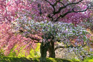 A recent federal study found that spring is arriving as many as 20 days early in the southwestern United States—and even as far north as the New York Botanical Garden, where this tree blooms. Photo: Diane Cook and Len Jenshel, National Geographic Creative