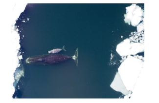 A bowhead whale, shown here with a calf, is the Arctic's largest mammal. They sometimes grow to 60 feet long and live for 200 years. Photo: Corey Accardo, National Oceanic and Atmospheric Administration via The Washington Post
